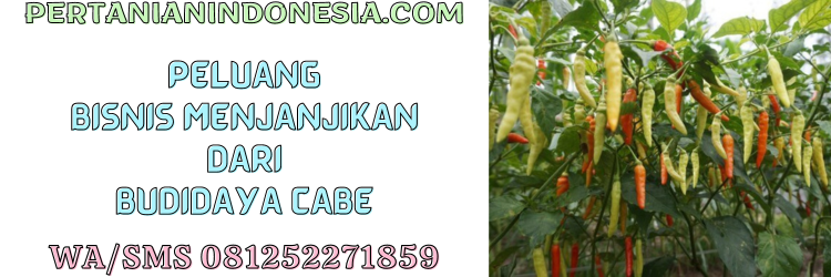 peluang,bisnis,menjanjikan,budidaya,cabe,pertanian indonesia